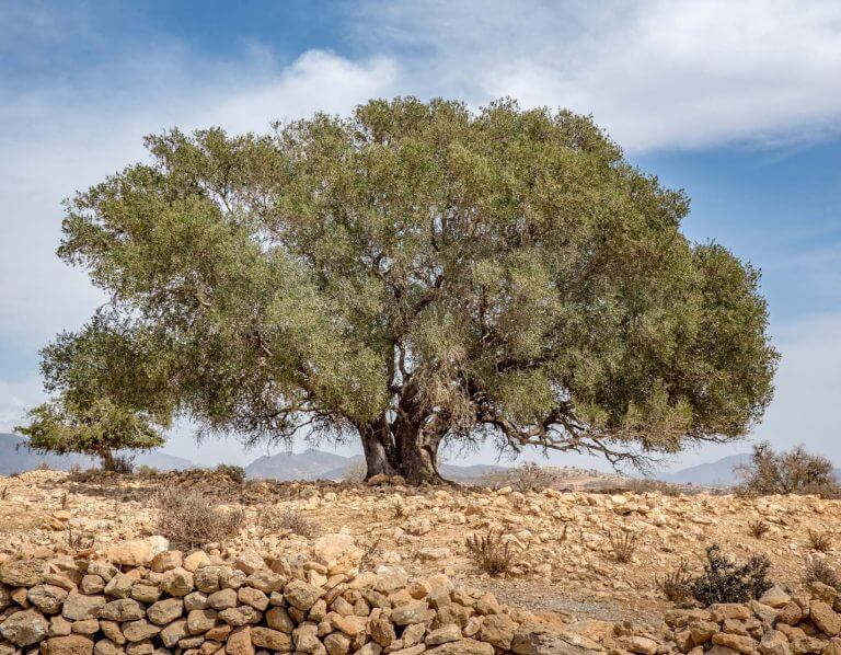 Tree-taghazout