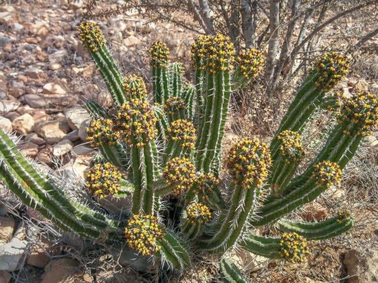 flower-euphorbia-taghazout