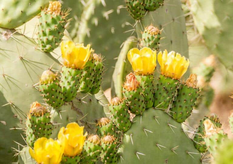 prickly pear cactus in morocco