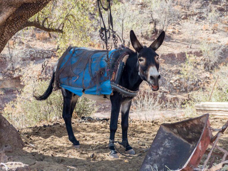 happy-donkey-taghazout