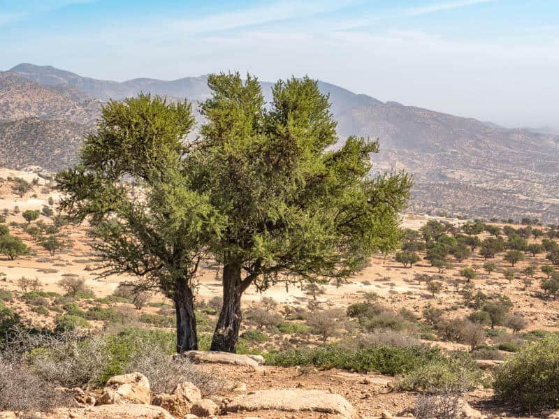 Read more about the article Why are Argan Trees so Important?