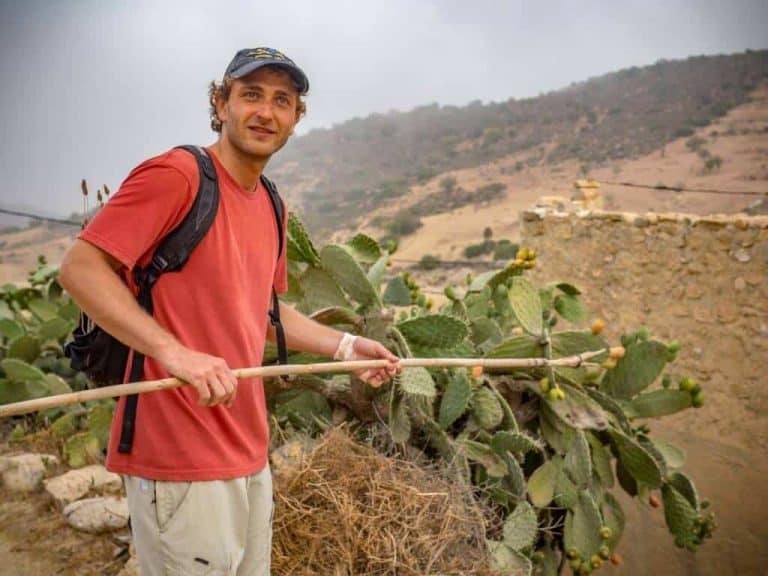 Barbary Fig Picking