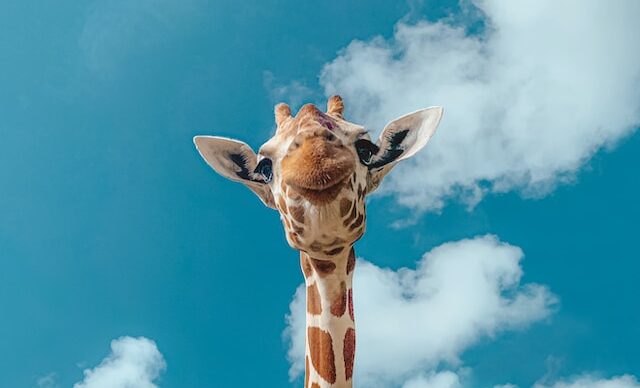 giraffe villate limoune