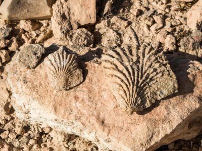 fossils-morocco