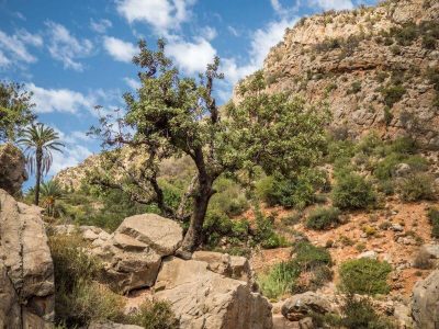 aourir-hike-tree