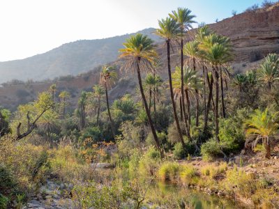 palm groves and river in paradise valley taghazout