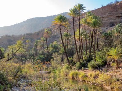 overnight hiking trip paradise valley taghazout, palm groves and river in paradise valley taghazout