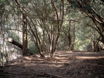 olive oil orchard paradise valley taghazout