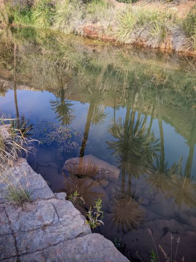 plam trees reflection in paradise valley agadir