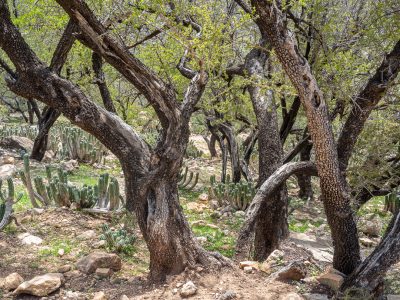 argan-forest-hiking-taghazout-bay