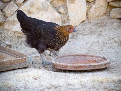 chicken-tagine-agadir