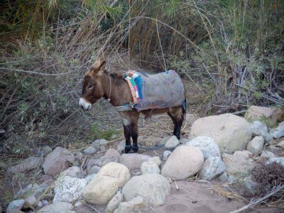 donkey-agadir-hiking