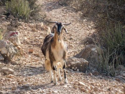 hiking-goat-morocco