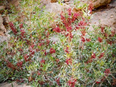 red-fruit-lentiscus-agadir-hiking