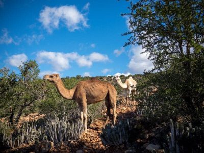 tamraght-hiking-camels-caravan