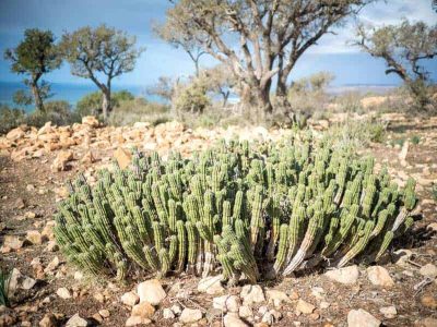 tamraght-hiking-euphorbia-cactus