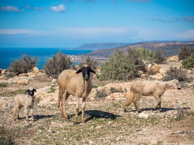 tamraght-hiking-sheep